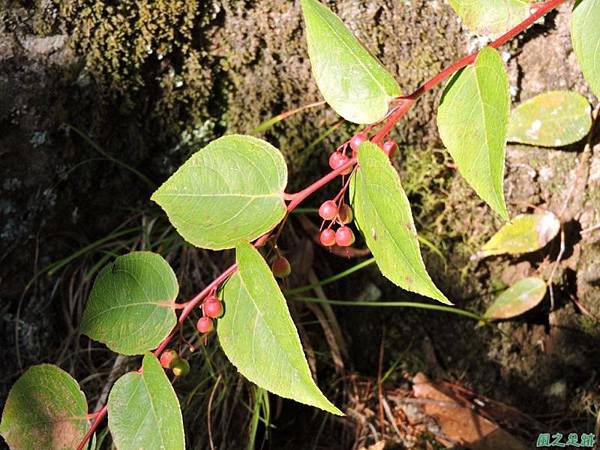 羅葉尾山20140907(32)