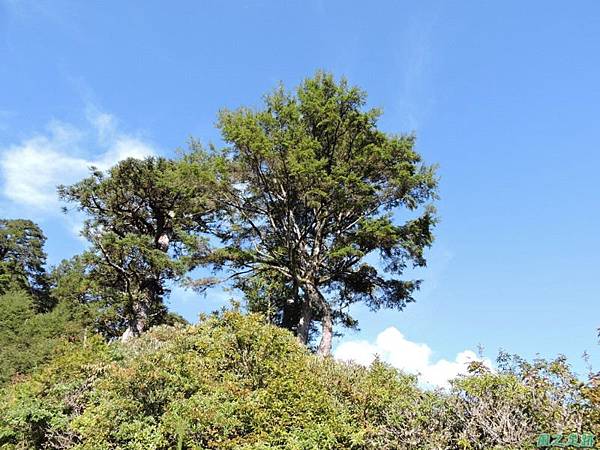 羅葉尾山20140907(37)