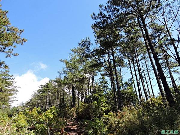 羅葉尾山20140907(105)