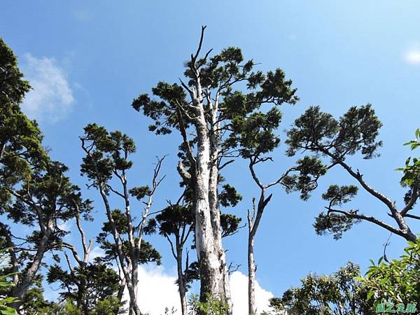 羅葉尾山20140907(115)