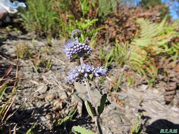 灰葉蕕20141011(8)