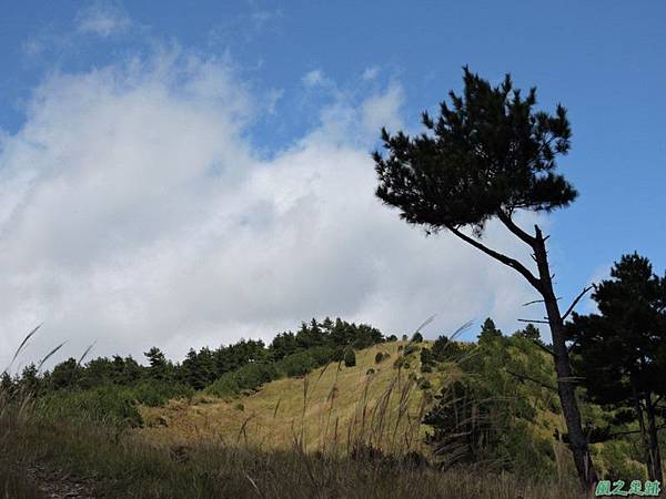 玉山石竹20141011(9)途中