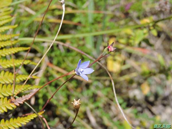 高山沙蔘20141011 (8)