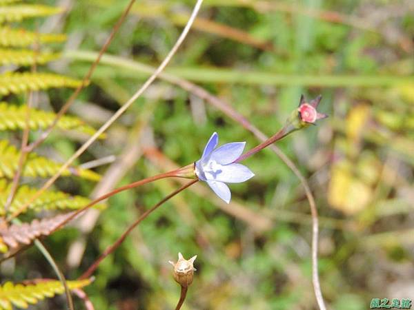 高山沙蔘20141011 (11)