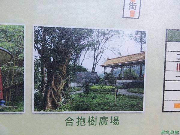秀巒公園珍貴樹木20141018(10)
