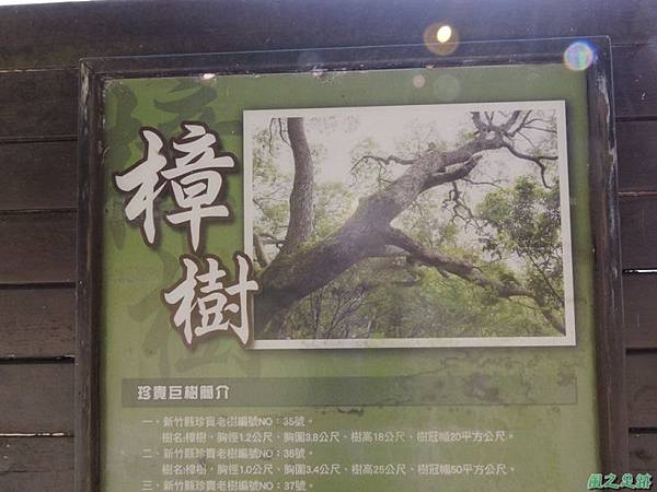 秀巒公園珍貴樹木20141018(12)