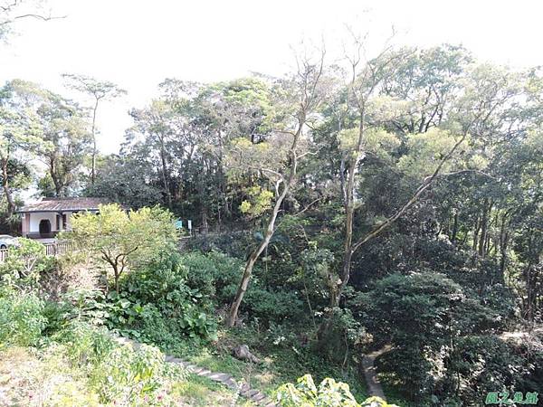 秀巒公園珍貴樹木20141018(15)