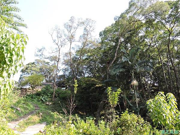 秀巒公園珍貴樹木20141018(24)