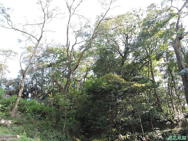 秀巒公園珍貴樹木20141018(25)