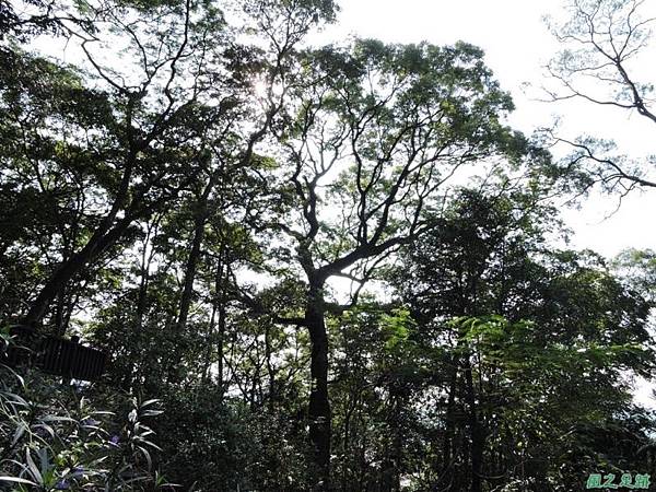 秀巒公園珍貴樹木20141018(28)