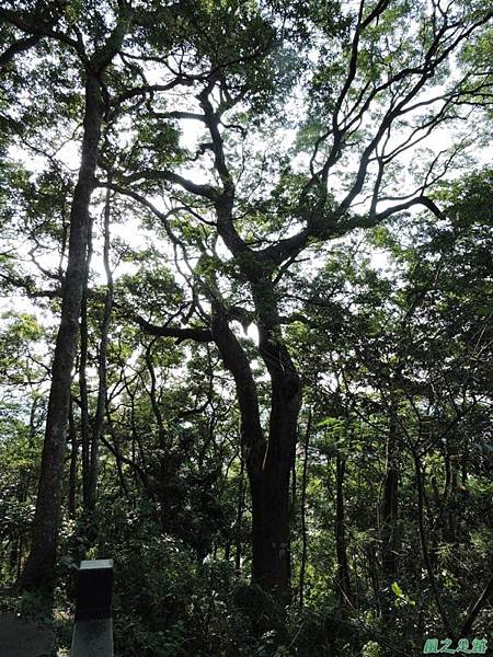 秀巒公園珍貴樹木20141018(33)