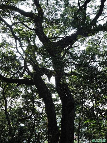 秀巒公園珍貴樹木20141018(34)