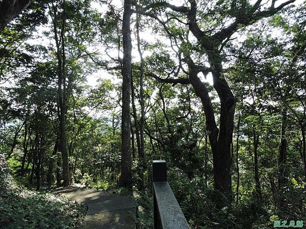 秀巒公園珍貴樹木20141018(35)