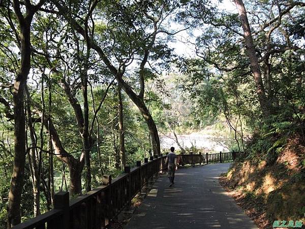秀巒公園珍貴樹木20141018(36)
