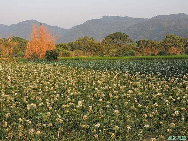 韭菜花20141020(22)