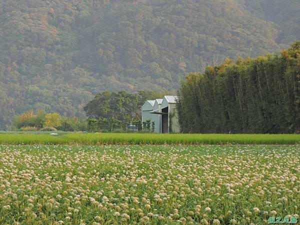 韭菜花20141020(35)