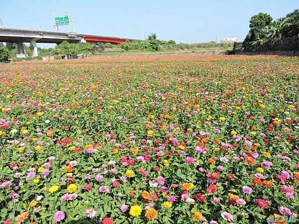 波斯菊花海20141020(12)