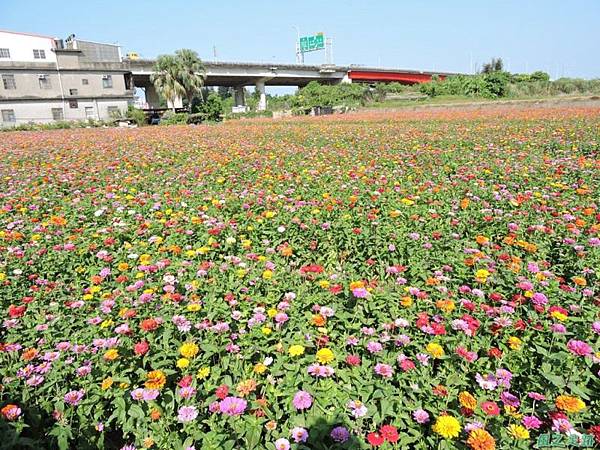 波斯菊花海20141020(13)