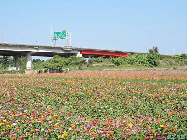 波斯菊花海20141020(37)