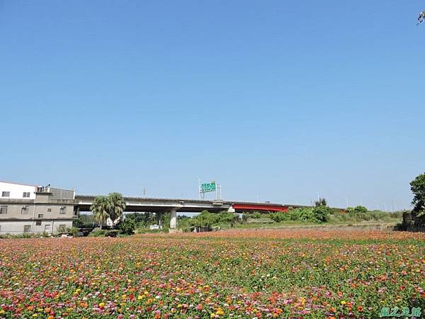 波斯菊花海20141020(39)