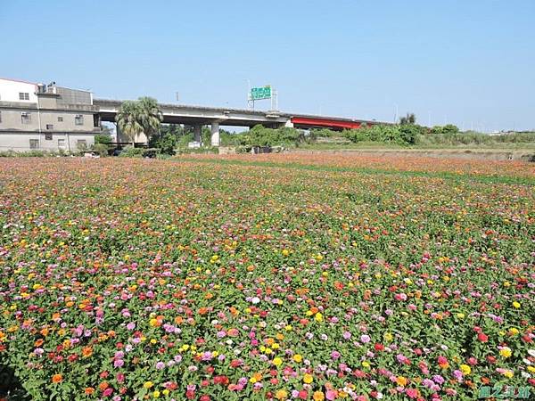 波斯菊花海20141020(44)