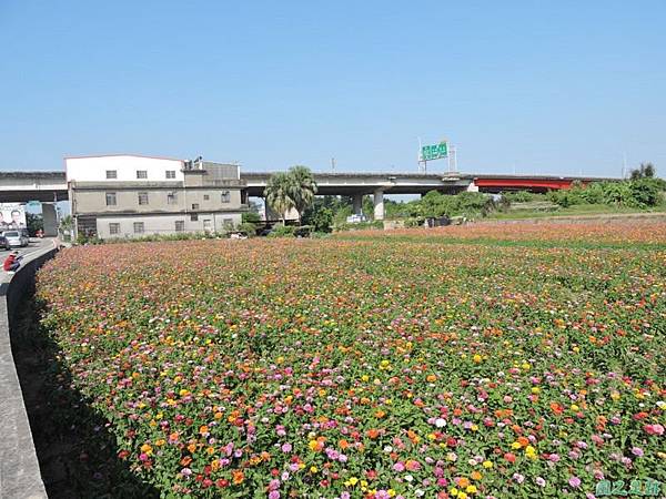 波斯菊花海20141020(45)