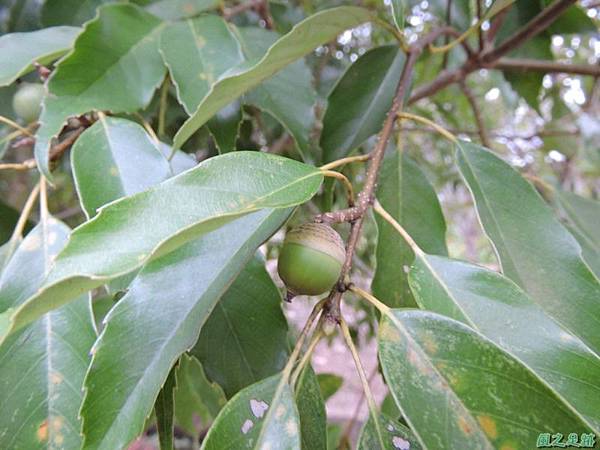 殼斗科植物20141026(3)