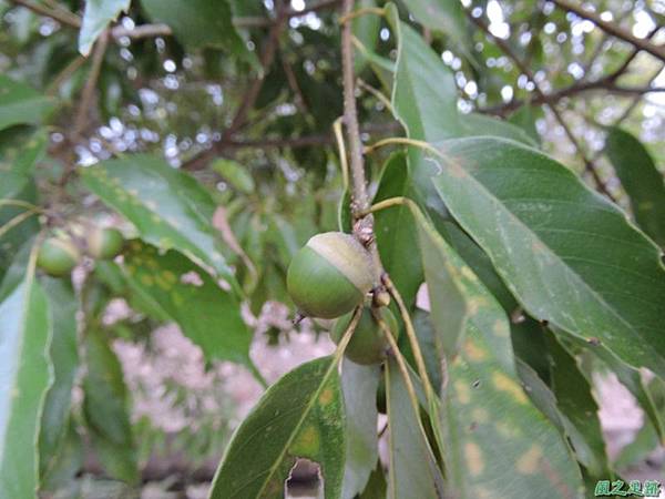 殼斗科植物20141026(4)