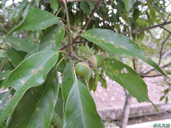 殼斗科植物20141026(6)