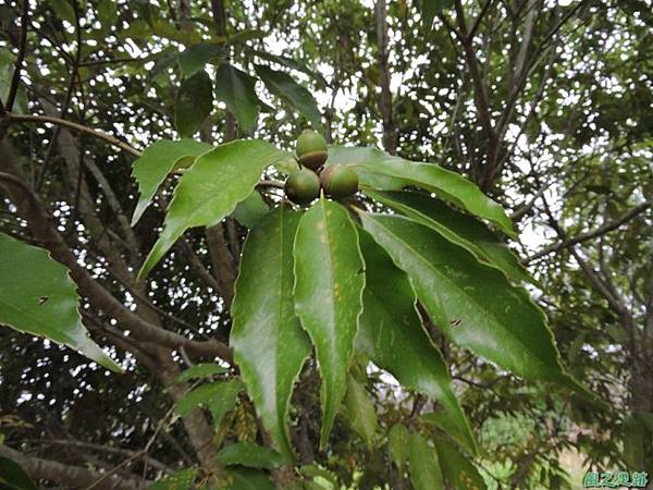 殼斗科植物20141026(12)