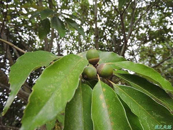 殼斗科植物20141026(13)