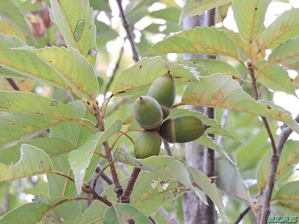 殼斗科植物20141026(19)