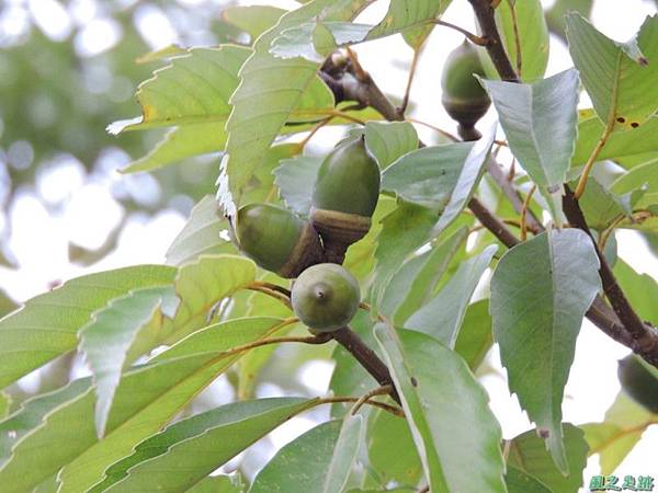 殼斗科植物20141026(20)