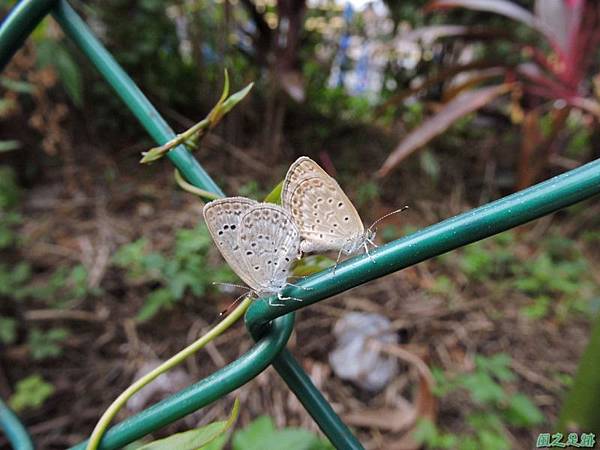 沖繩小灰蝶20141108(12)