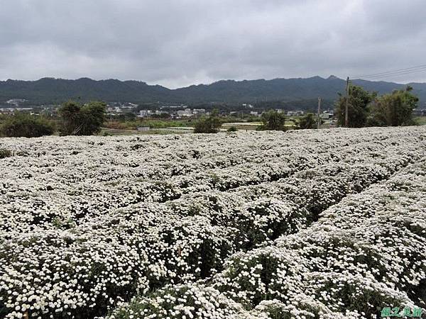 九湖杭菊20141117(14)