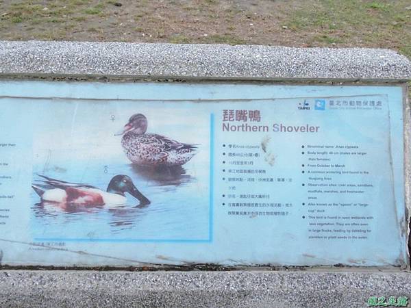 華江雁鴨自然公園2014122(5)