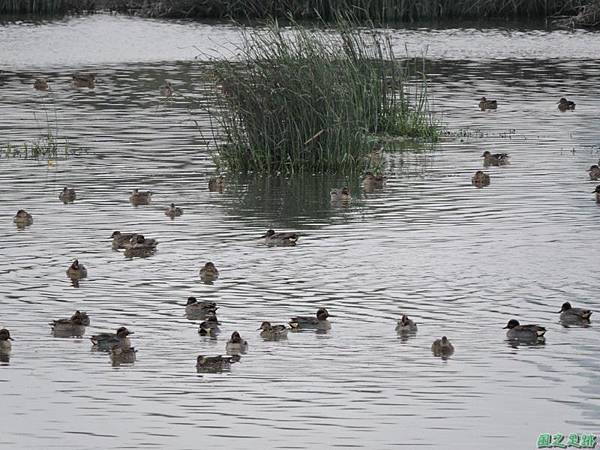 華江雁鴨自然公園2014122(6)