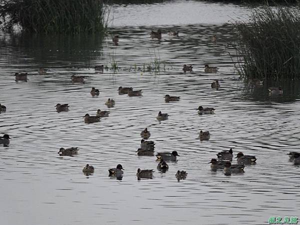 華江雁鴨自然公園2014122(7)