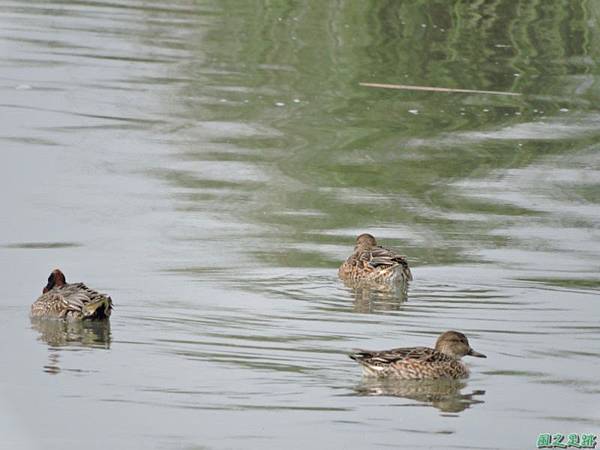 華江雁鴨自然公園2014122(13)