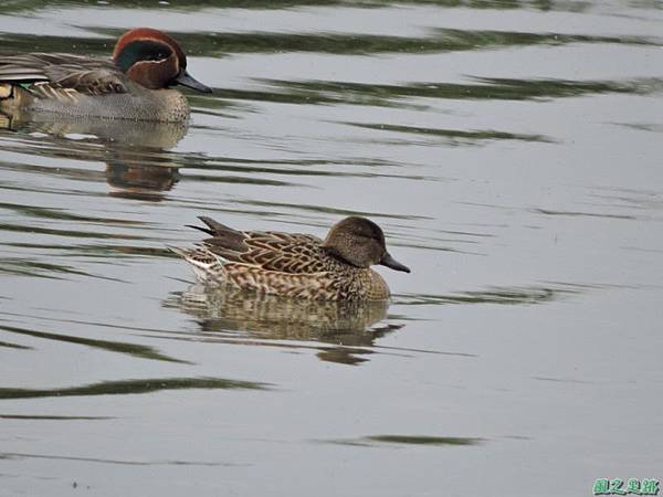 華江雁鴨自然公園2014122(15)