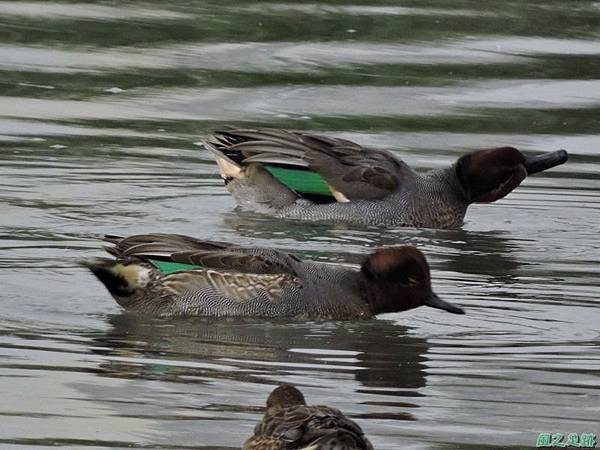 華江雁鴨自然公園2014122(16)