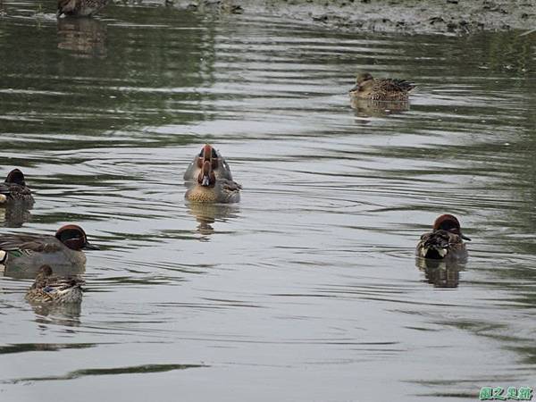 華江雁鴨自然公園2014122(17)