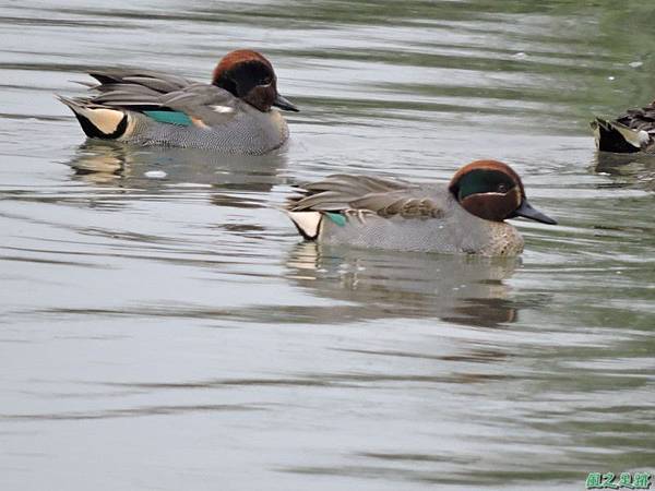 華江雁鴨自然公園2014122(18)