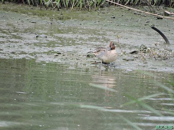 華江雁鴨自然公園2014122(19)