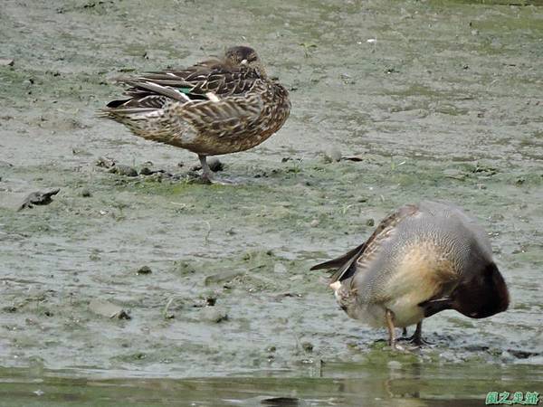 華江雁鴨自然公園2014122(20)