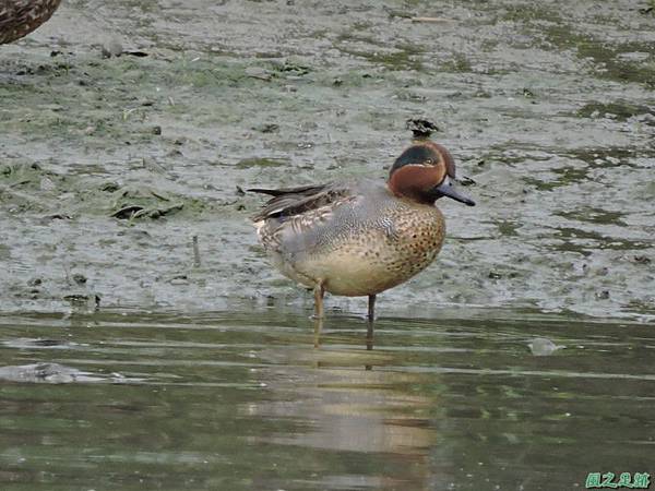 華江雁鴨自然公園2014122(21)