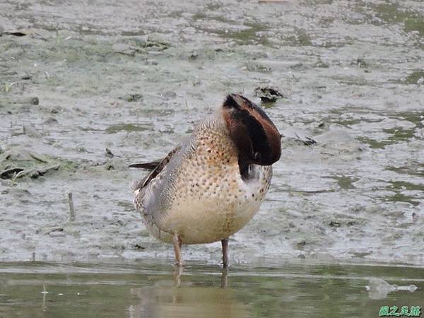 華江雁鴨自然公園2014122(23)