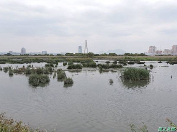 華江雁鴨自然公園2014122(29)