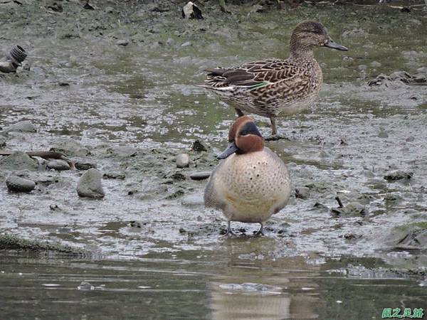 華江雁鴨自然公園2014122(30)