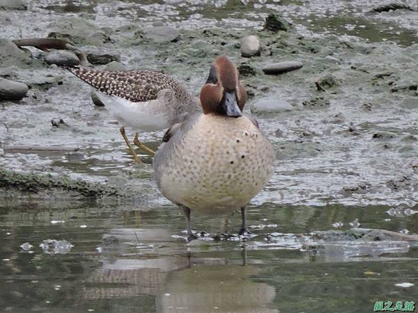 華江雁鴨自然公園2014122(31)